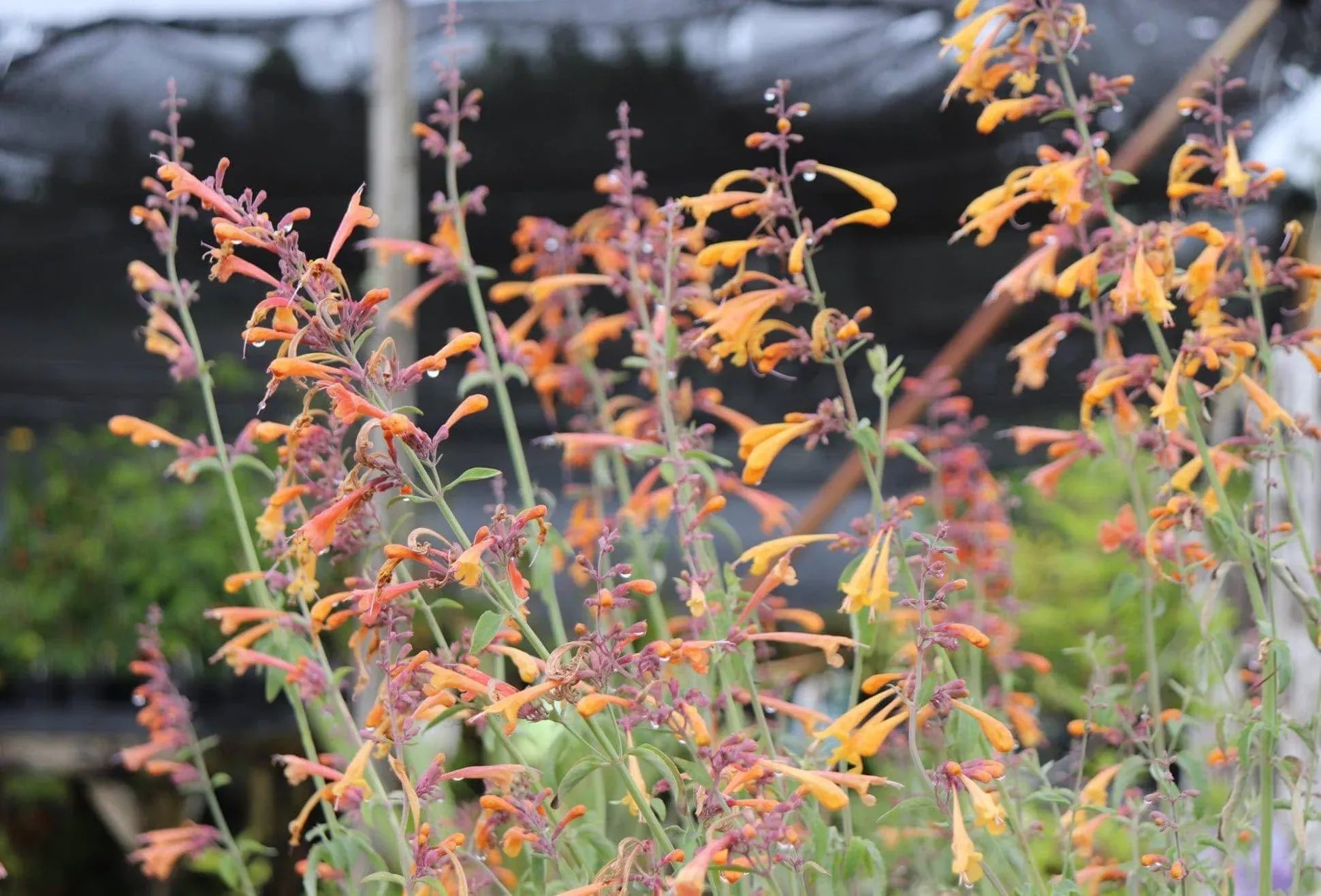 Apricot Sunrise Agastache