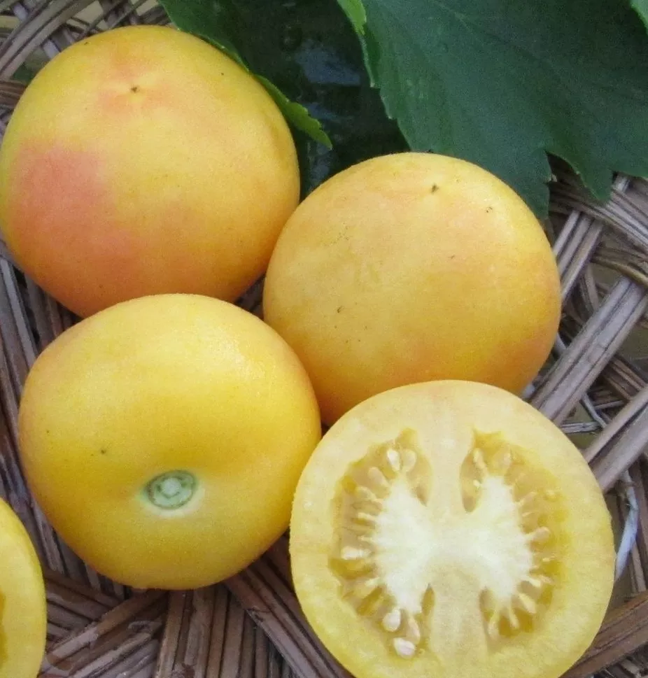 apricot-tomato Apricot Tomato