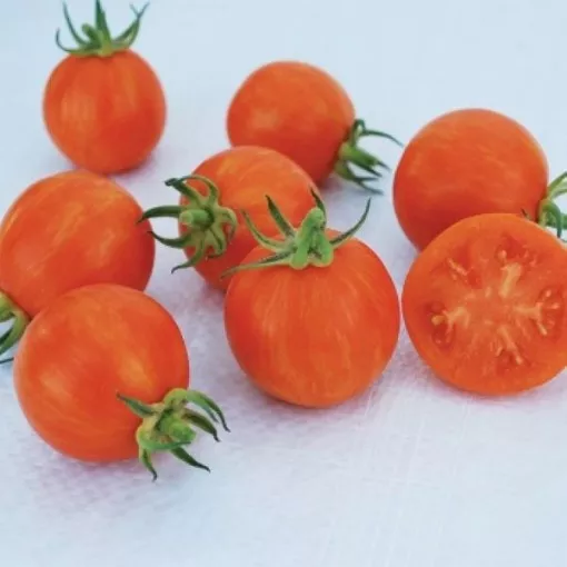 Apricot Zebra Tomato Seeds