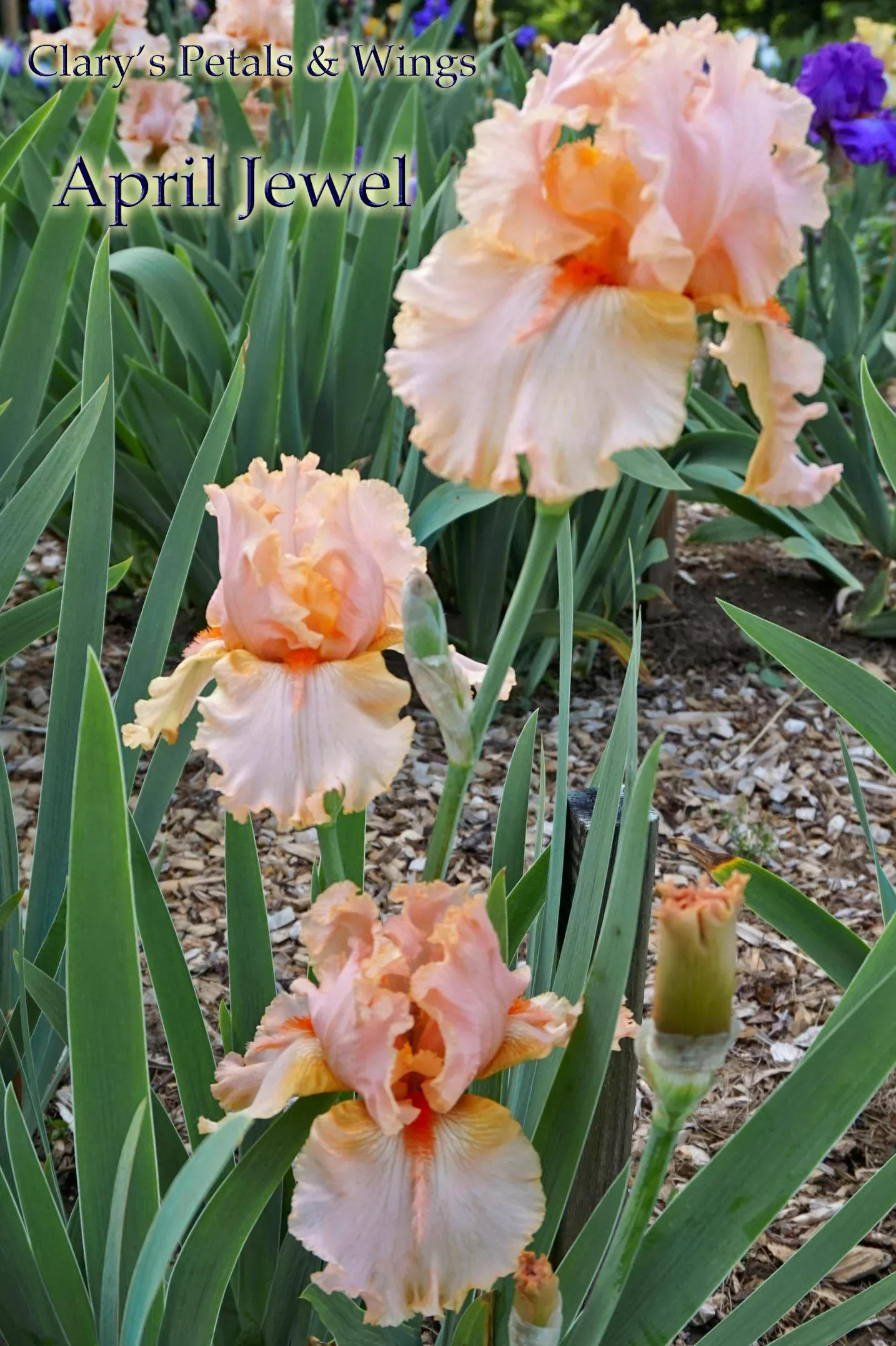 APRIL JEWEL - 2000 - TB - Fragrant
