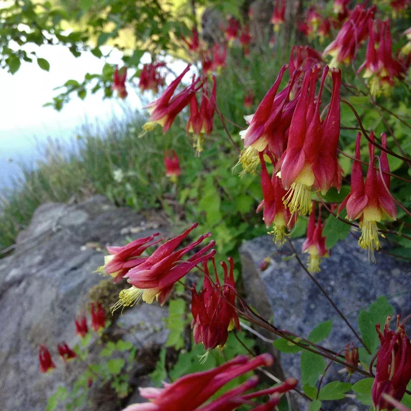 aquilegia-canadensis-wild-columbine Aquilegia canadensis - Wild Columbine