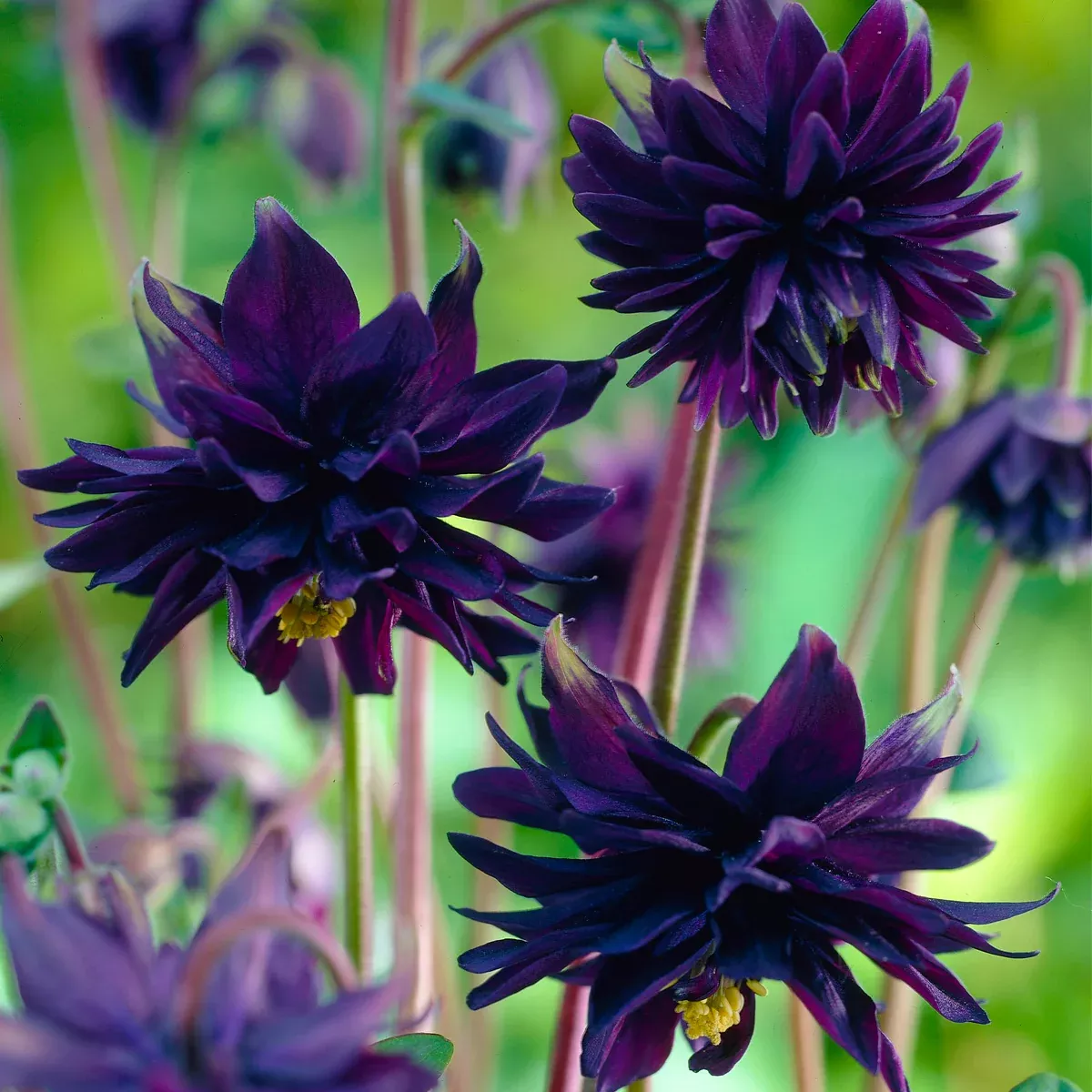 Aquilegia - Columbine - Black Barlow