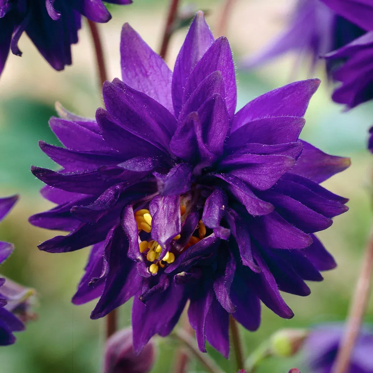 Aquilegia - Columbine - Blue Barlow