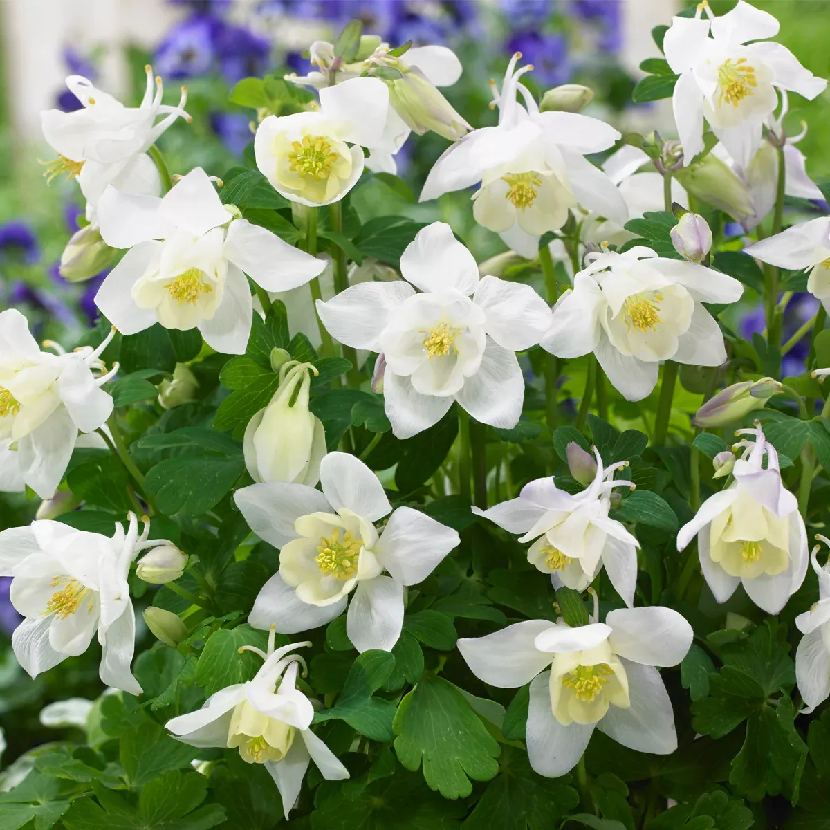 aquilegia-columbine-white-barlow Aquilegia - Columbine - White Barlow