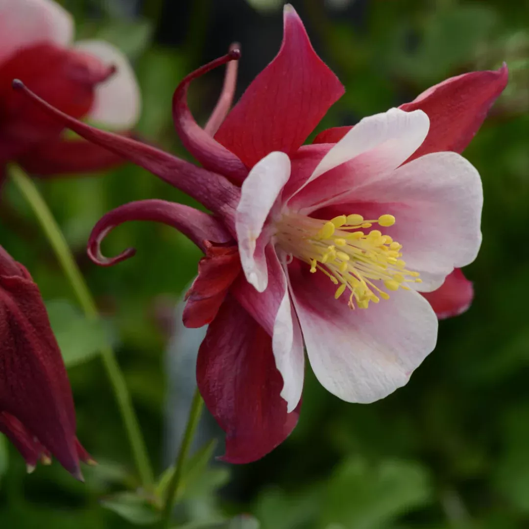 Aquilegia (Earlybird Red White)