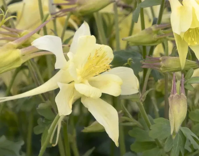 AQUILEGIA - KIRIGAMI YELLOW