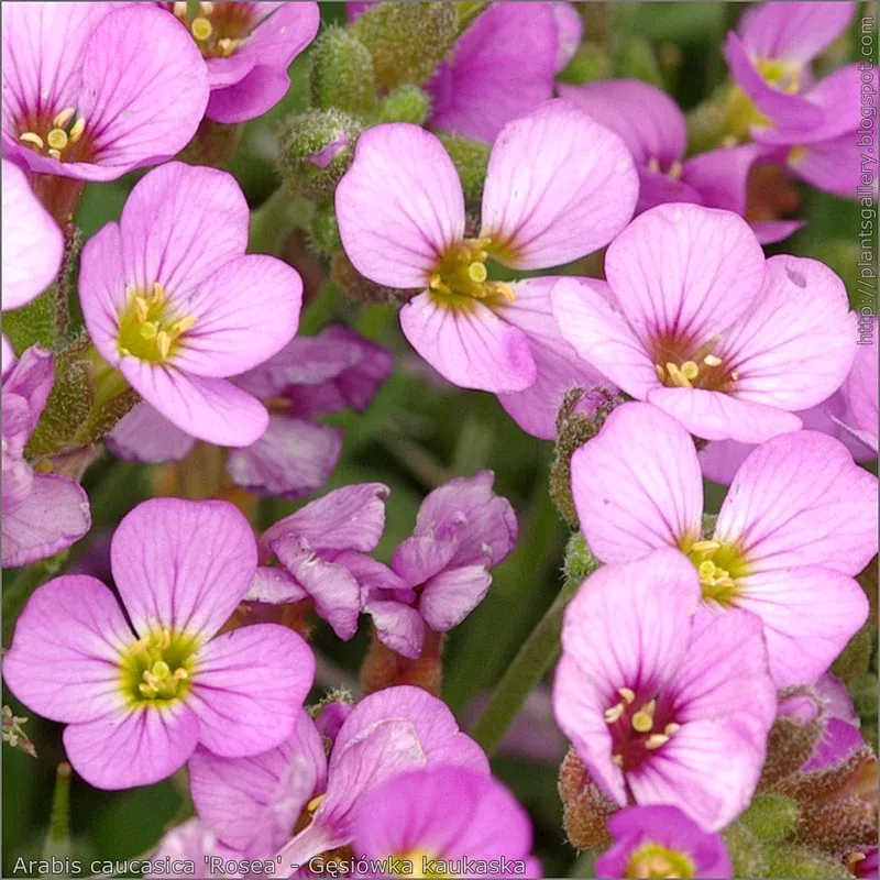 arabis-rosea-rockcress Arabis Rosea Rockcress