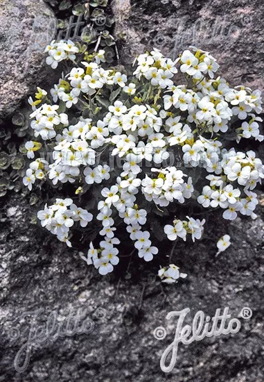 arabis-snowcap-rockcress Arabis Snowcap Rockcress