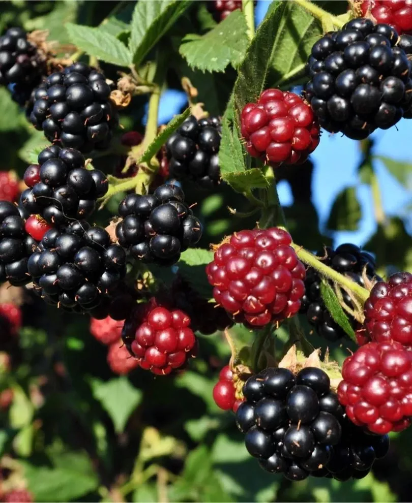 arapaho-thornless-blackberry Arapaho Thornless Blackberry