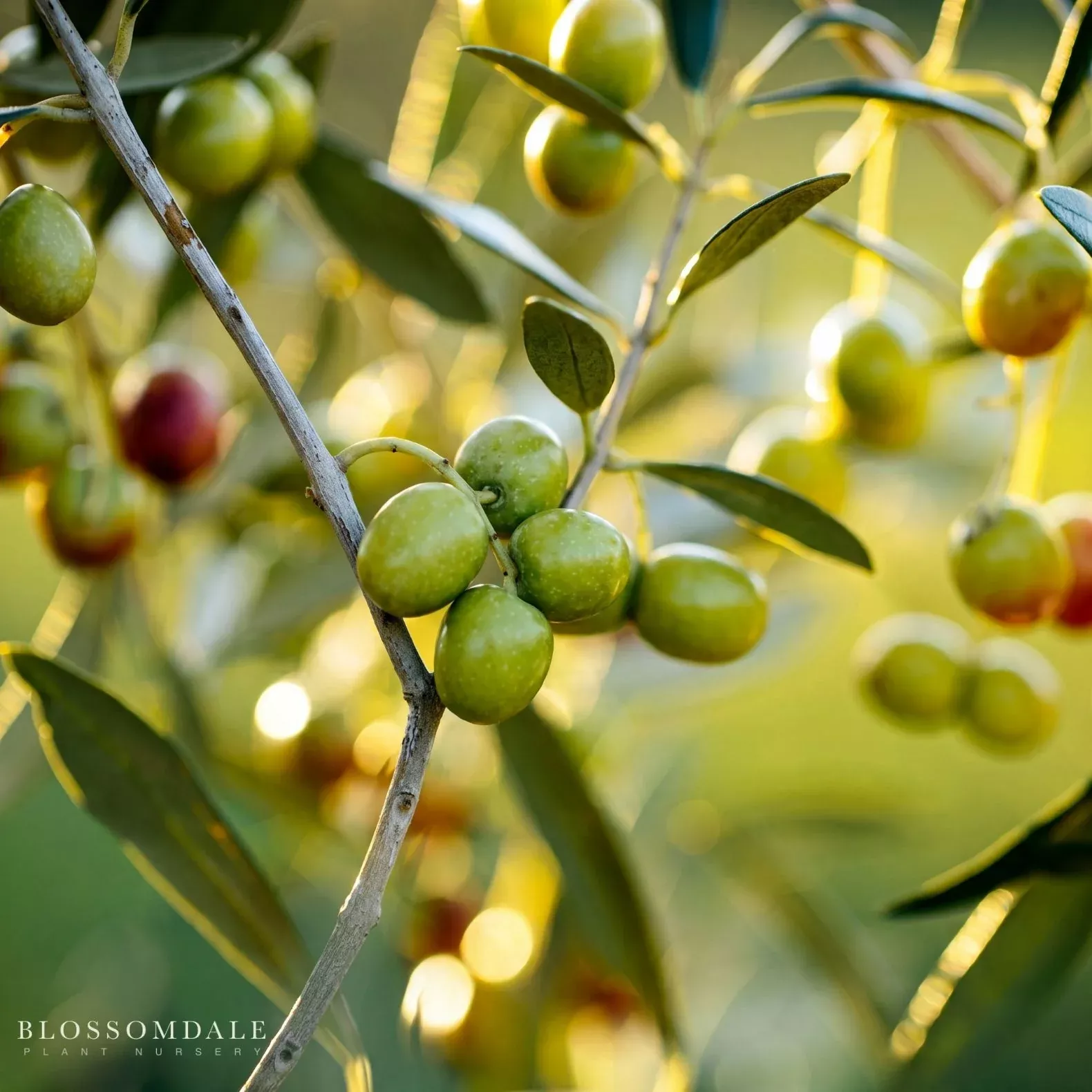 Arbequina Olive Tree