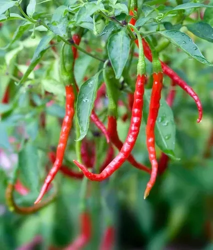 arbol-hot-pepper Arbol Hot Pepper