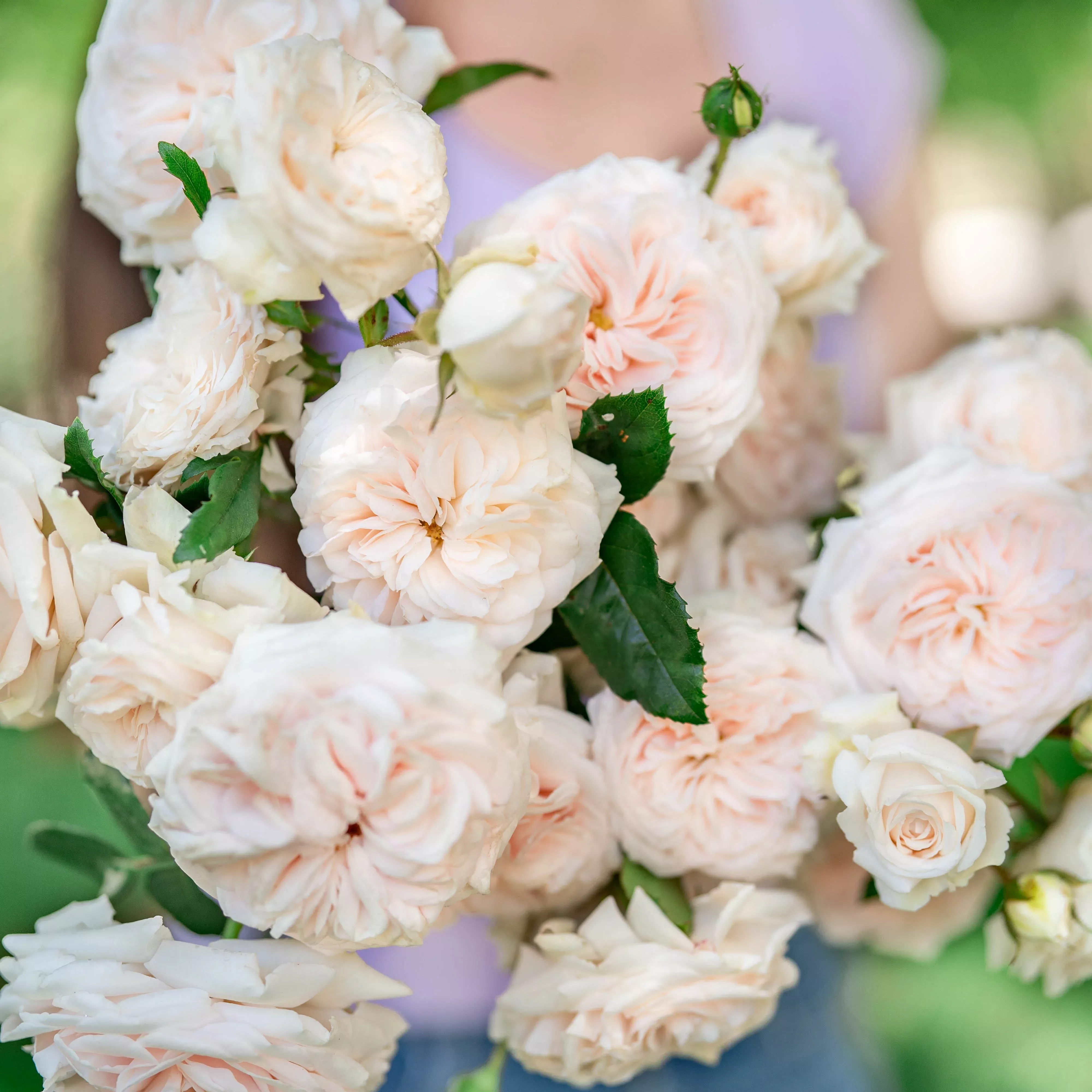 arborose-honeymoon-potted-climbing-rose Arborose Honeymoon™Potted Climbing Rose