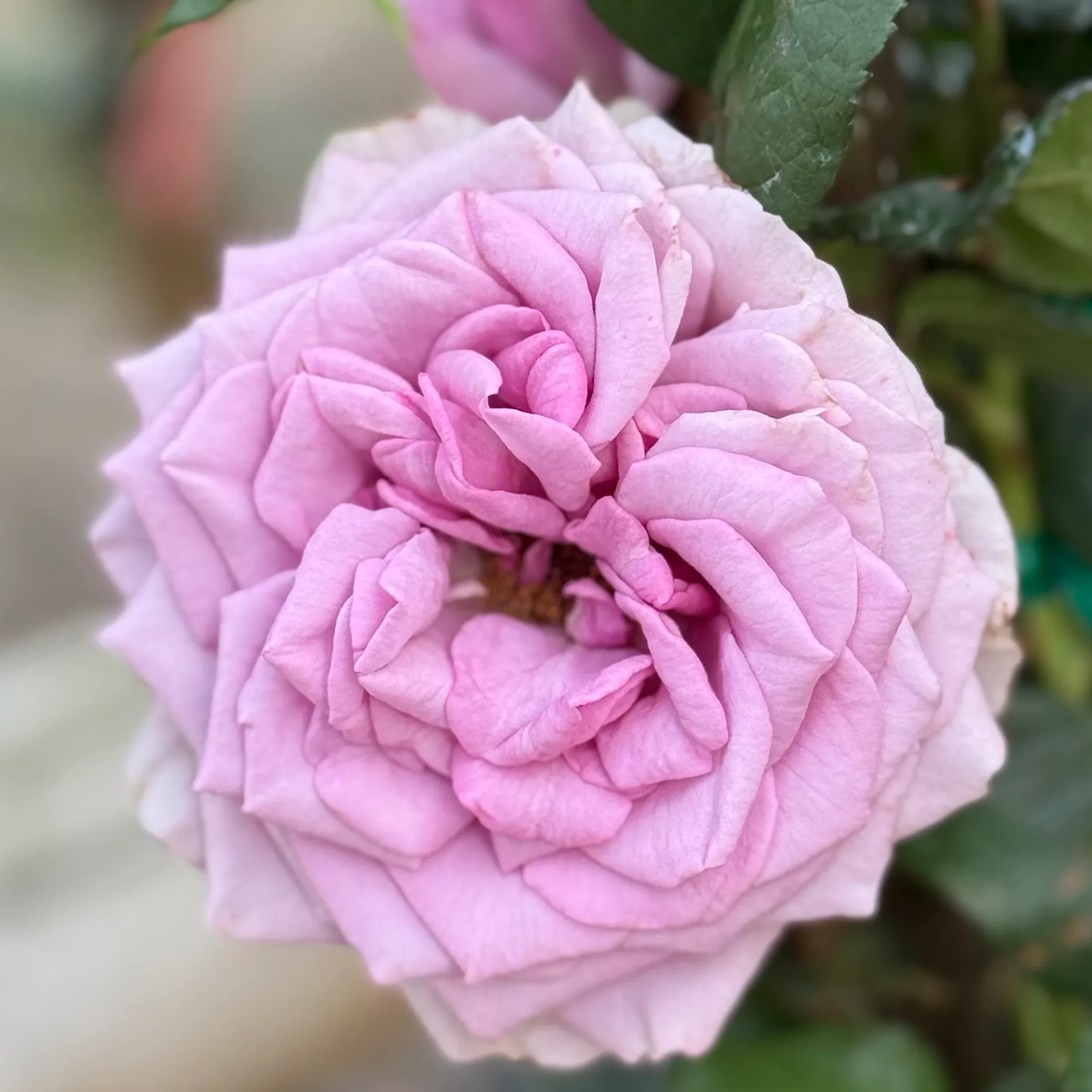 arborose-quicksilver-potted-climbing-rose Arborose Quicksilver™ Potted Climbing Rose