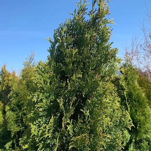 Arborvitae