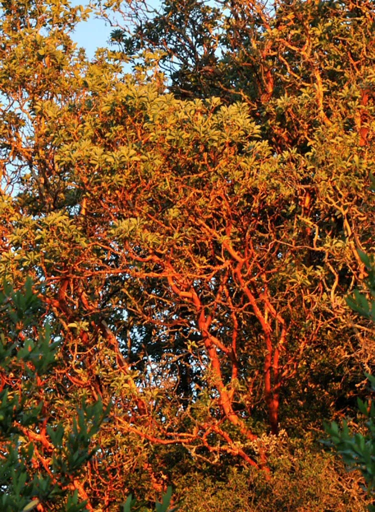 Arbutus menziesii - Madrone (Plant)