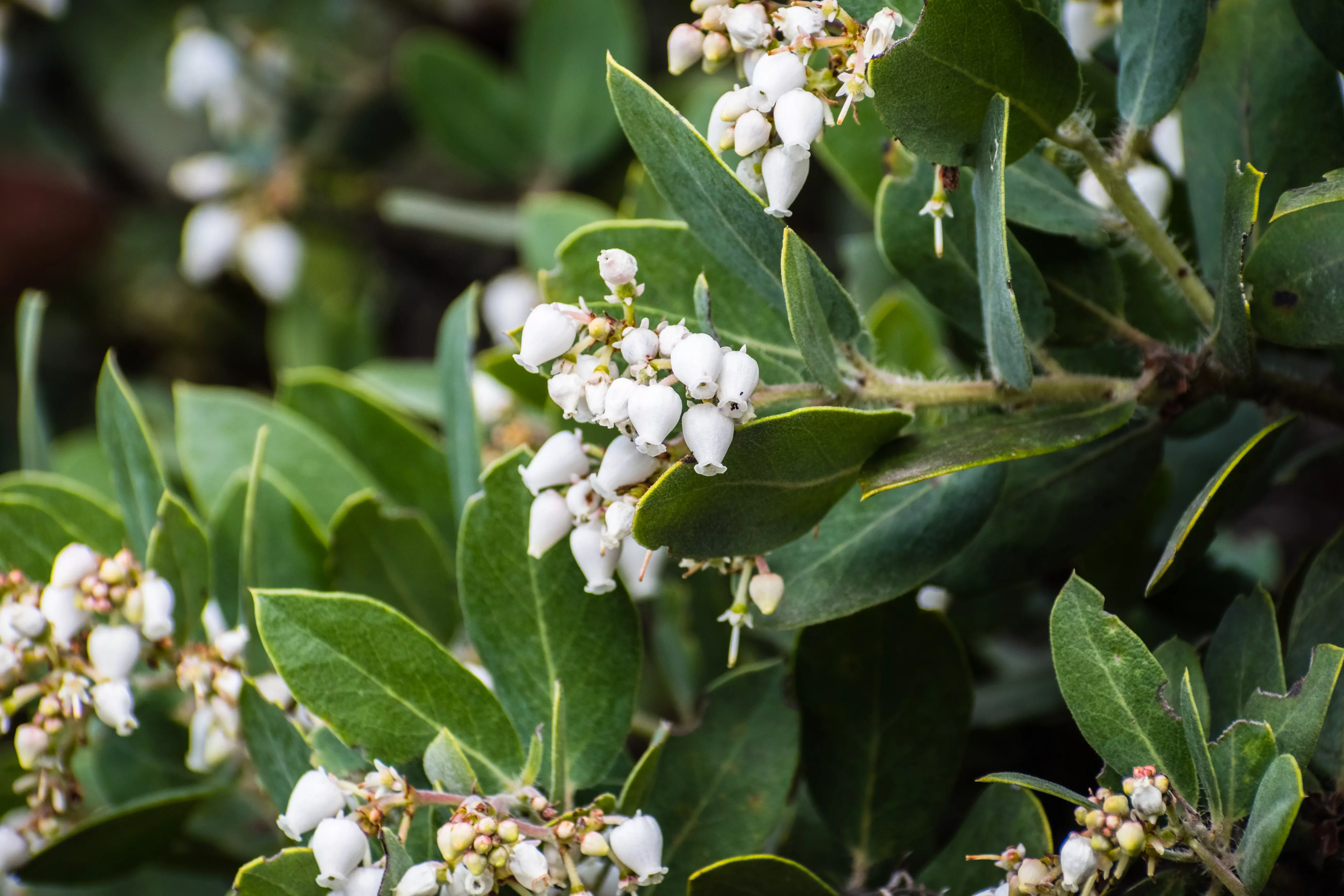 Arctostaphylos andersonii (manzanita)