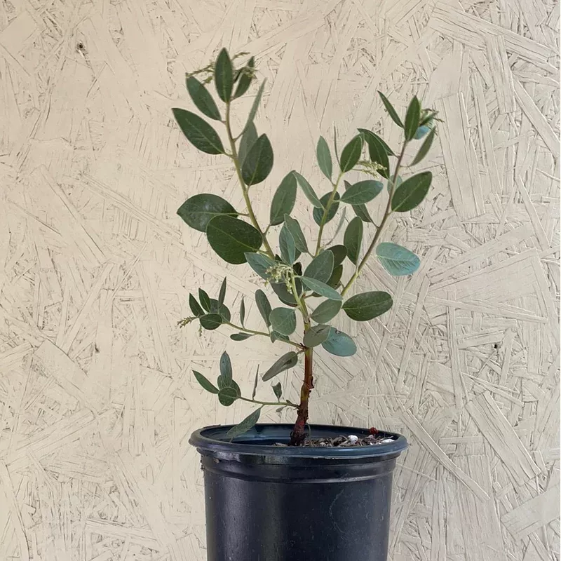 arctostaphylos-austin-griffiths Arctostaphylos 'Austin Griffiths'