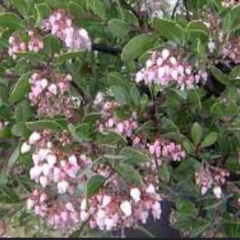 arctostaphylos-hookeri Arctostaphylos hookeri