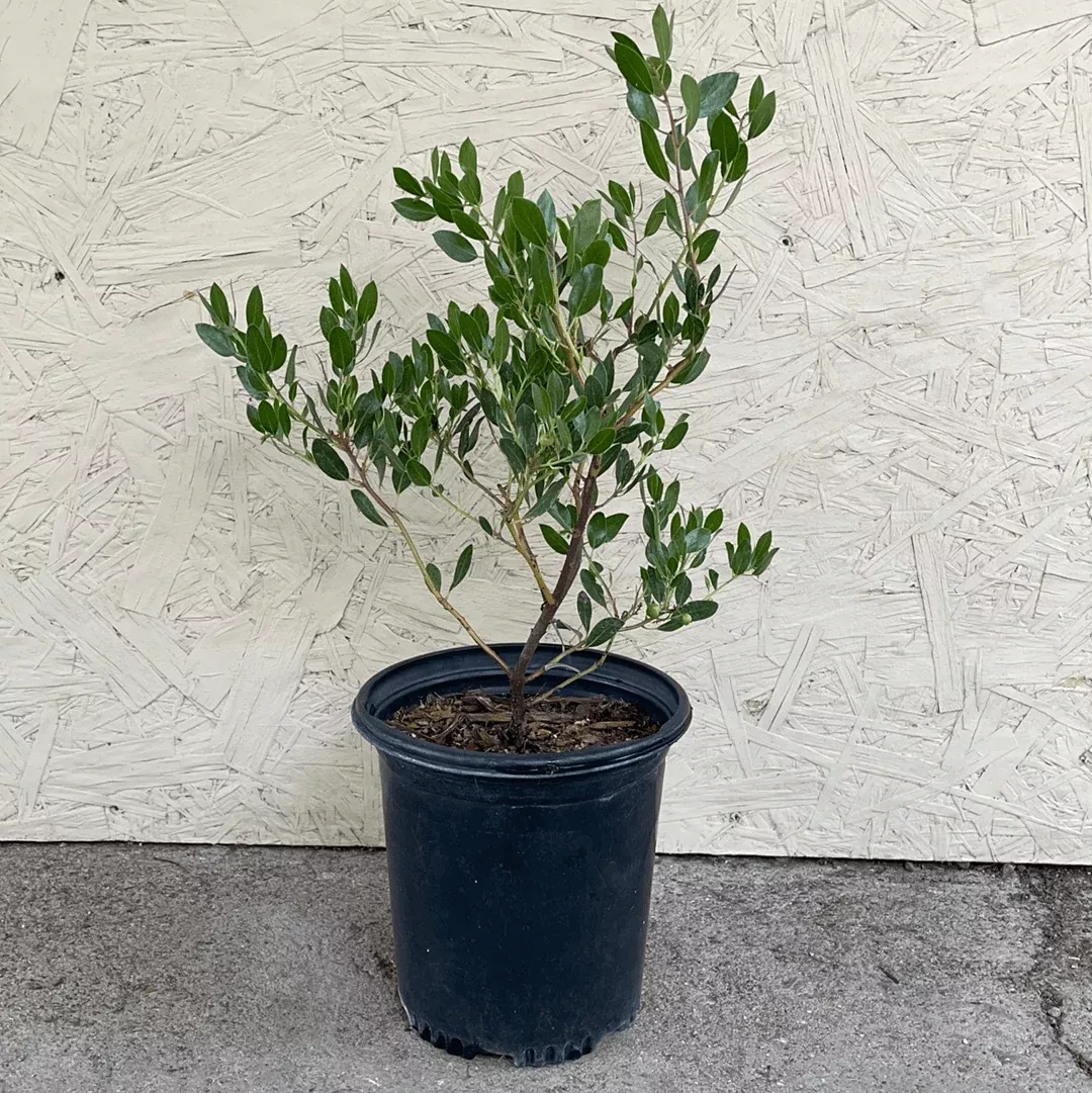 arctostaphylos-howard-mcminn-manzanita Arctostaphylos 'Howard McMinn' (manzanita)