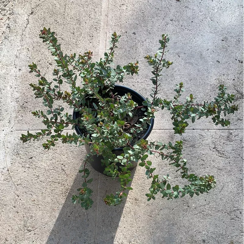 Arctostaphylos ‘John Dourley’