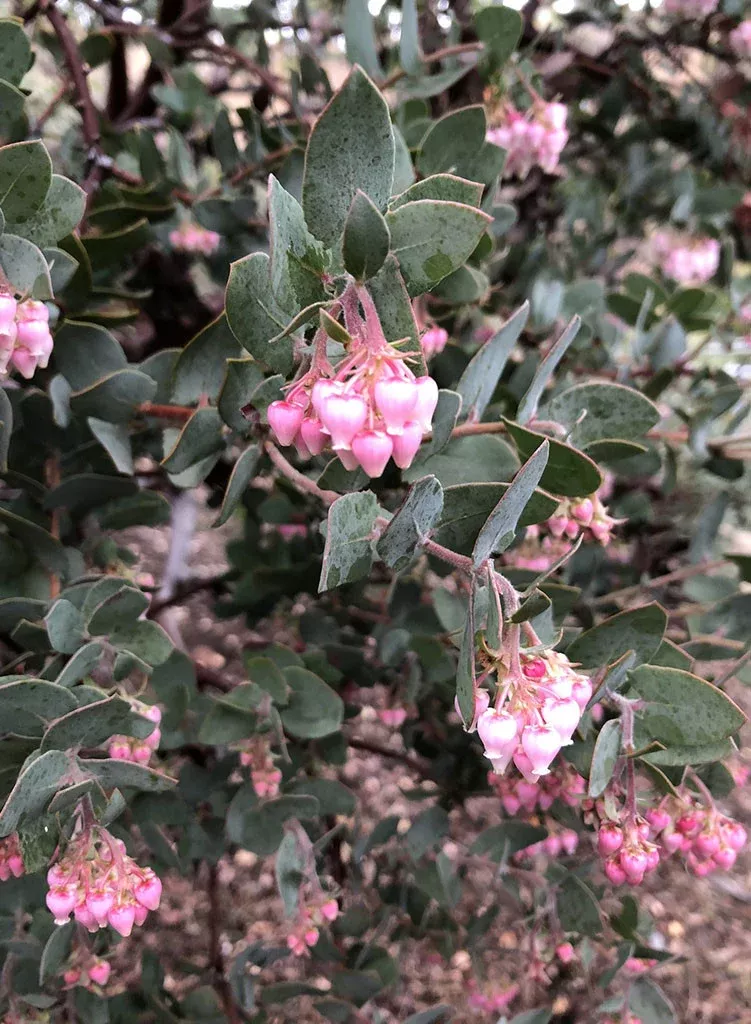 arctostaphylos-lester-rowntree-lester-rowntree-manzanita-plant Arctostaphylos 'Lester Rowntree' - Lester Rowntree Manzanita (Plant)