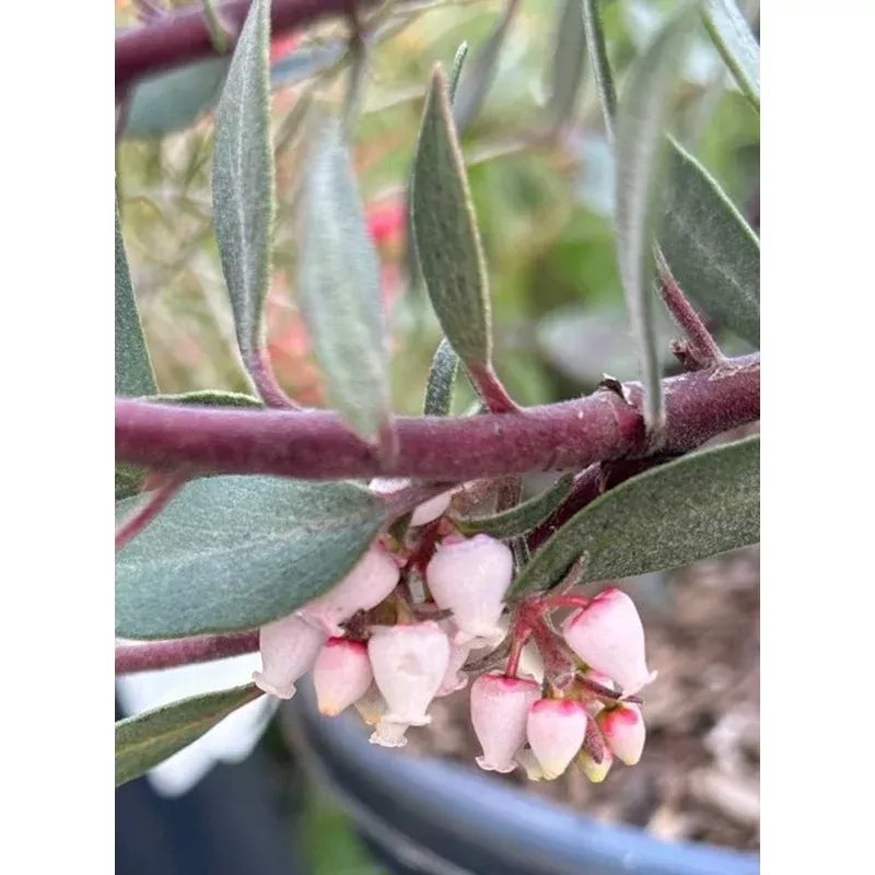 Arctostaphylos 'Pacific Mist' (manzanita)