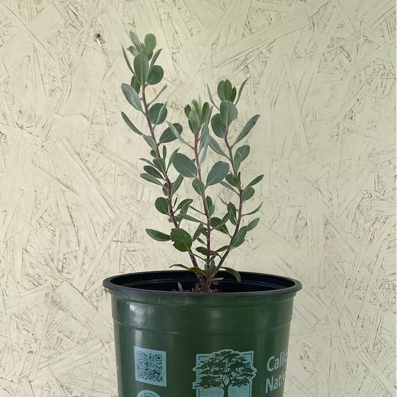 arctostaphylos-silvicola-ghostly Arctostaphylos silvicola 'Ghostly'