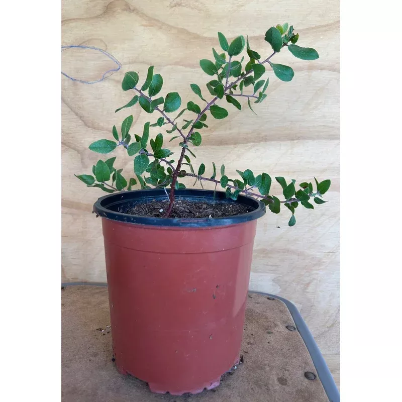 Arctostaphylos 'Sunset'Sunset Manzanita