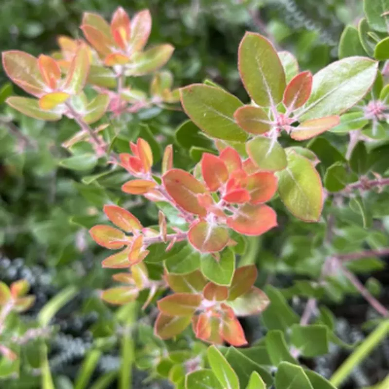 Arctostaphylos 'Sunset'