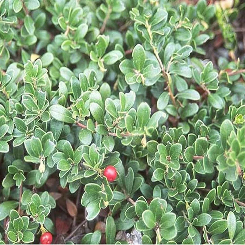 arctostaphylos-uva-ursi-massachussetts Arctostaphylos uva-ursi 'Massachussetts'