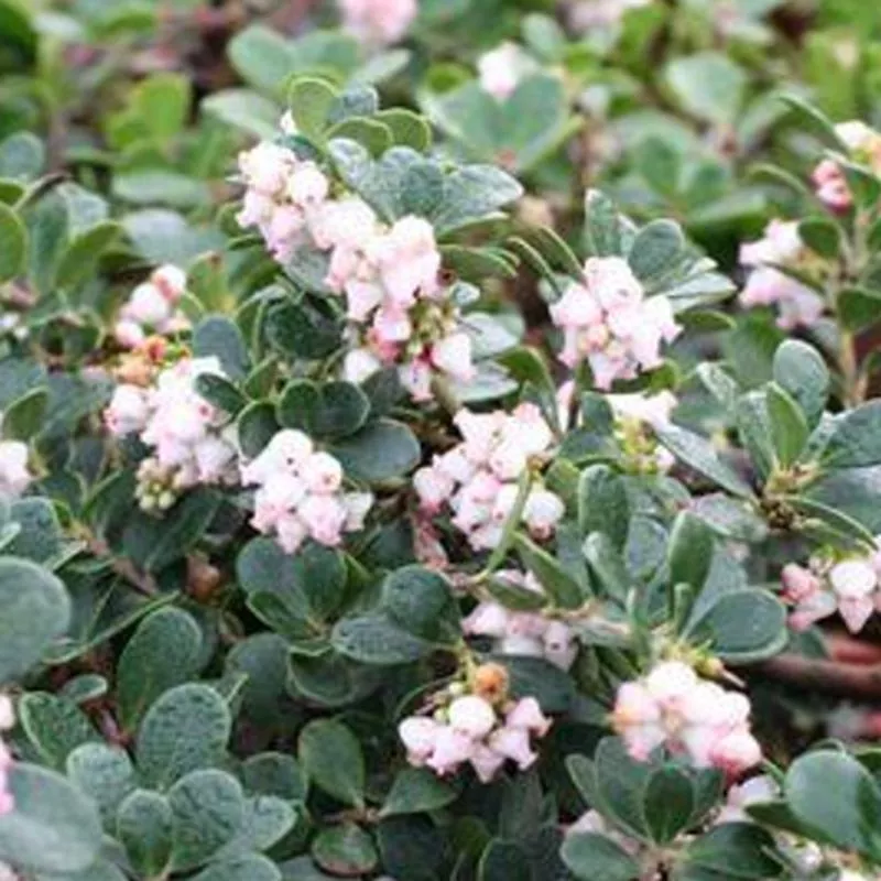 arctostaphylos-uva-ursi-pt-reyes Arctostaphylos uva-ursi 'Pt. Reyes'
