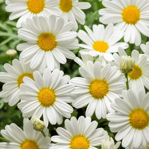 Argyranthemum (Comet White Imperial)