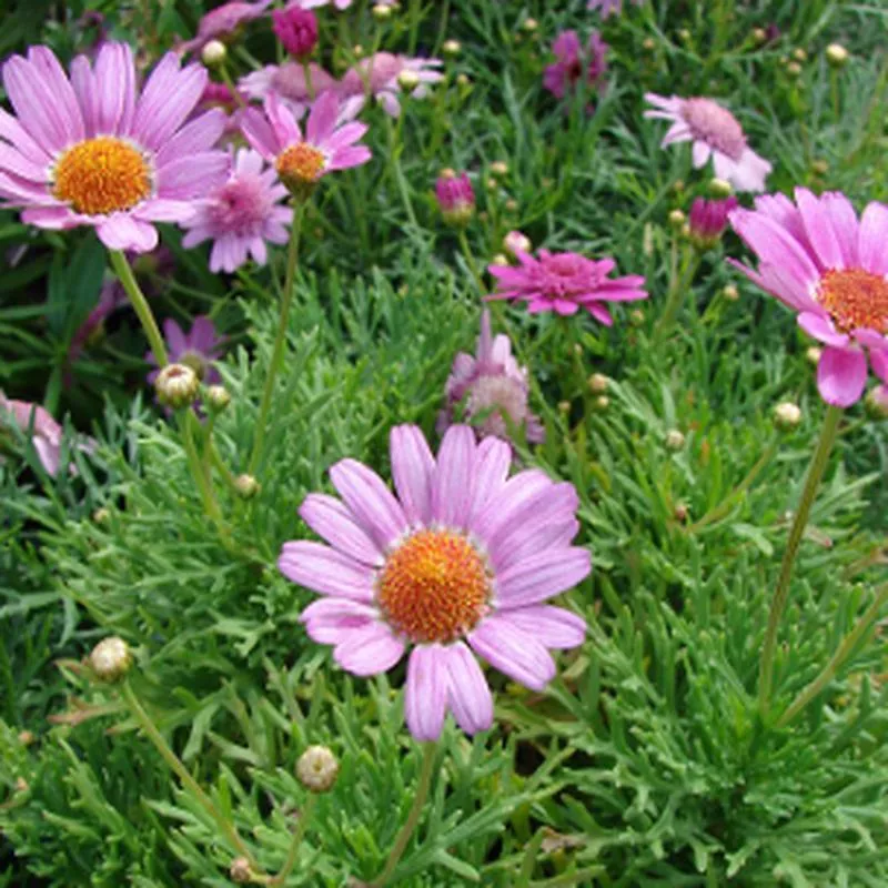 argyranthemum-frutescens-angelic-sweets Argyranthemum frutescens 'Angelic Sweets'