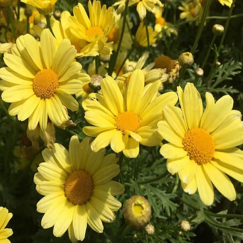 argyranthemum-frutescens-beauty-yellow Argyranthemum frutescens 'Beauty Yellow'