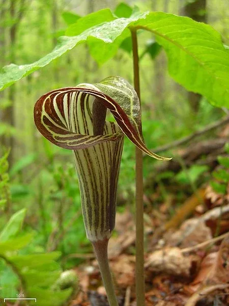 arisaema-triphyllum-jack-in-pulpit Arisaema triphyllum Jack In The Pulpit