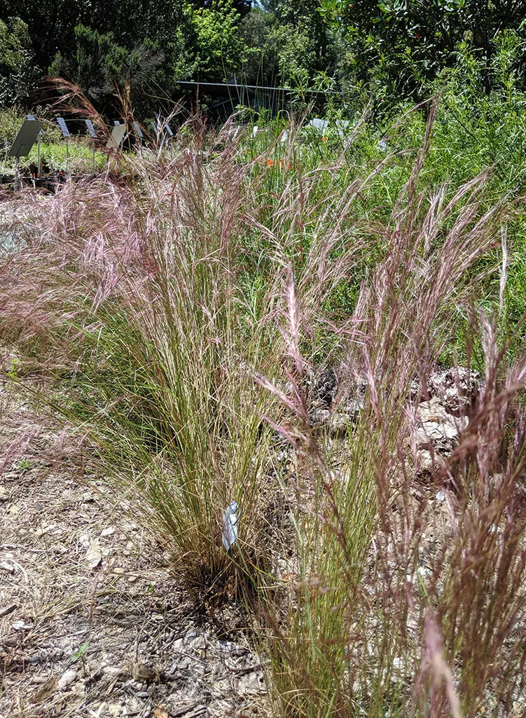 aristida-purpurea-purple-three-awn-seed Aristida purpurea - Purple Three Awn (Seed)