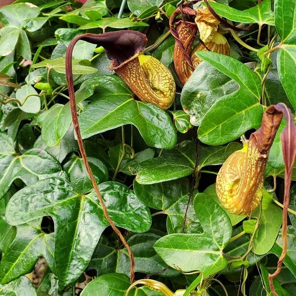 aristolochia-trilobata Aristolochia trilobata