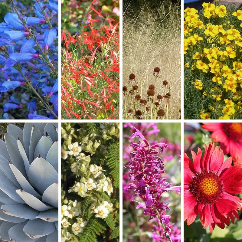 Arizona Perennial Collection