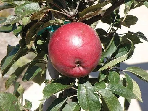 arkansas-black-apple Arkansas Black Apple
