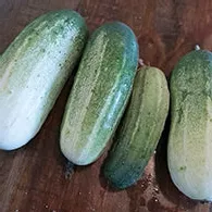 arkansas-little-leaf-cucumber Arkansas Little Leaf Cucumber