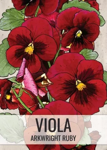 arkwright-ruby-viola-seeds-planting-viola-cornuta Arkwright Ruby Viola Seeds For Planting (Viola cornuta)