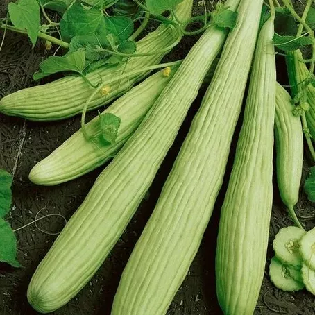 armenian-cucumber Armenian Cucumber