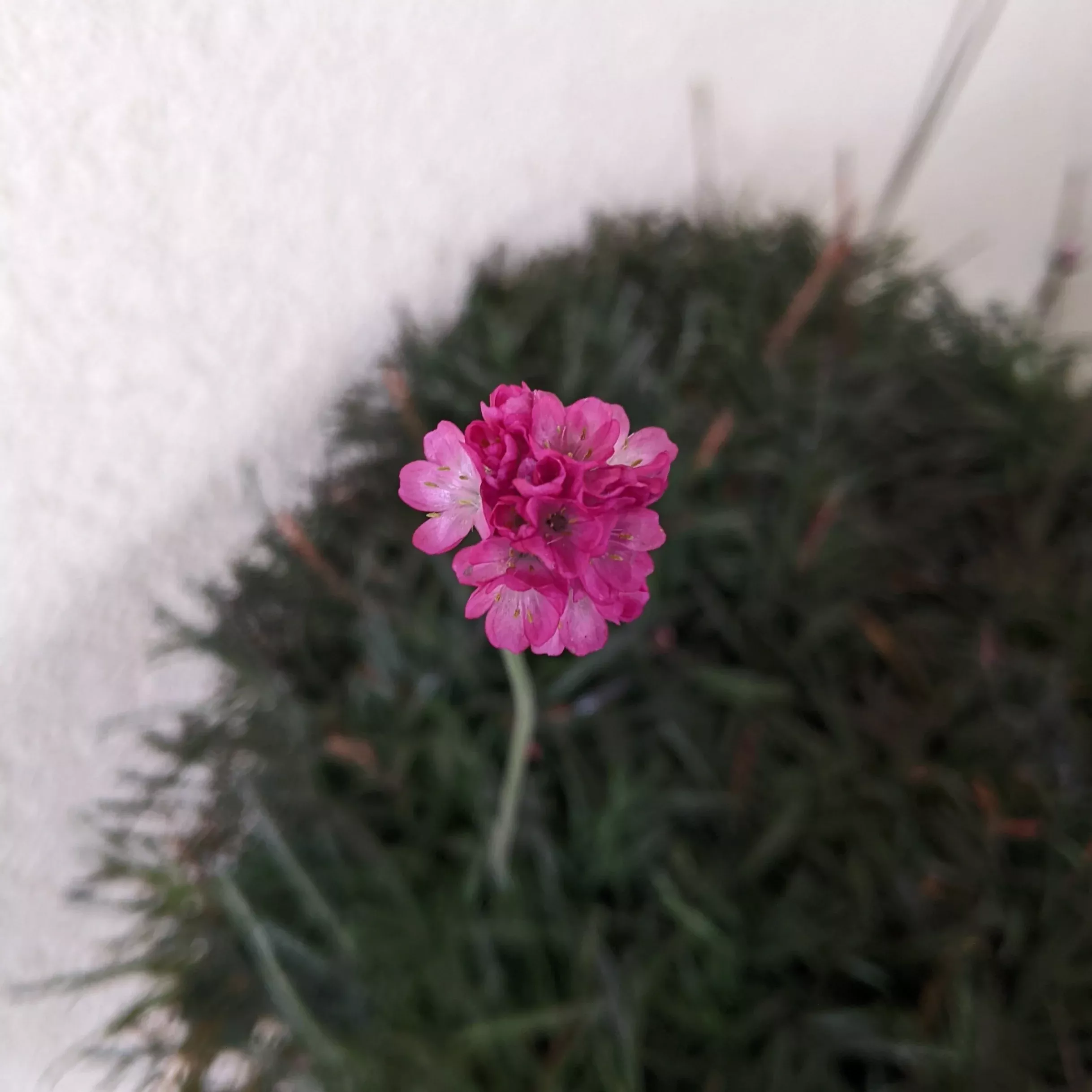 armeria-maritima-rubrifolia-common-thrift Armeria maritima Rubrifolia Common Thrift
