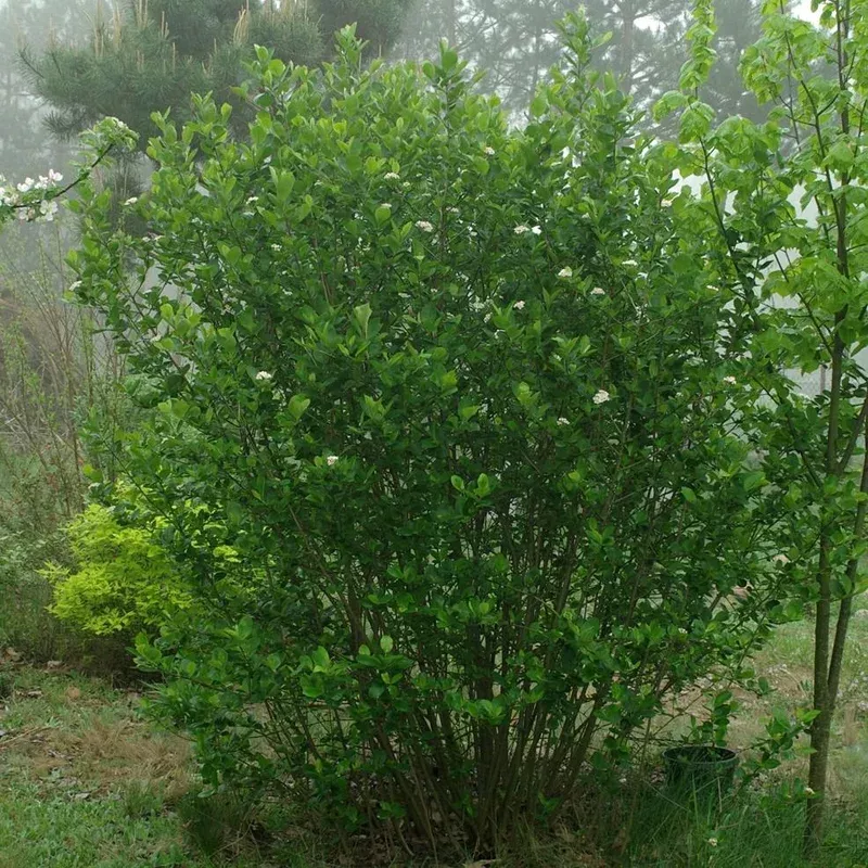 aronia-melanocarpa-black-chokeberry Aronia melanocarpa Black Chokeberry
