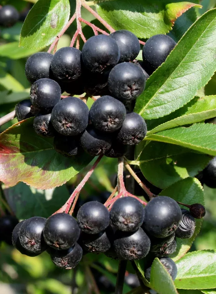 aronia-viking-chokecherry Aronia 'Viking Chokecherry'
