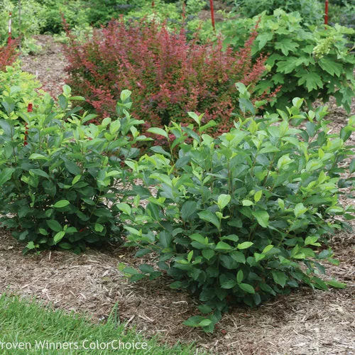 aronia Aronia
