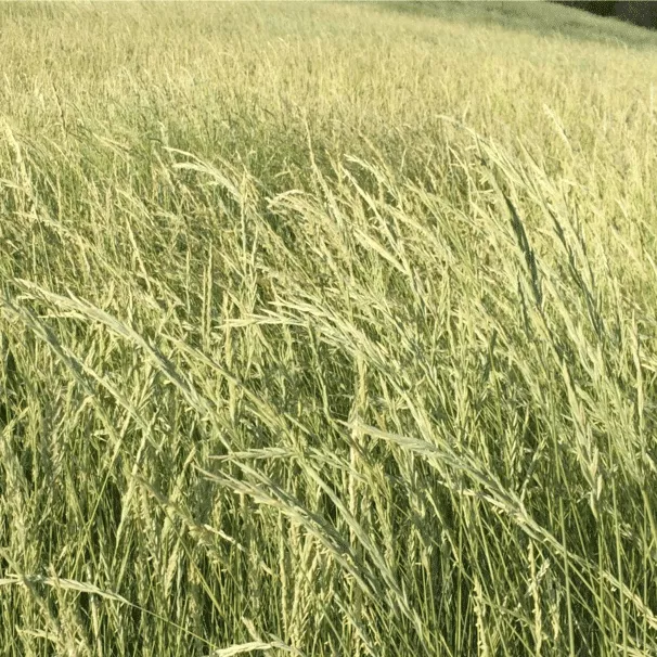 arriba-western-wheatgrass Arriba Western Wheatgrass