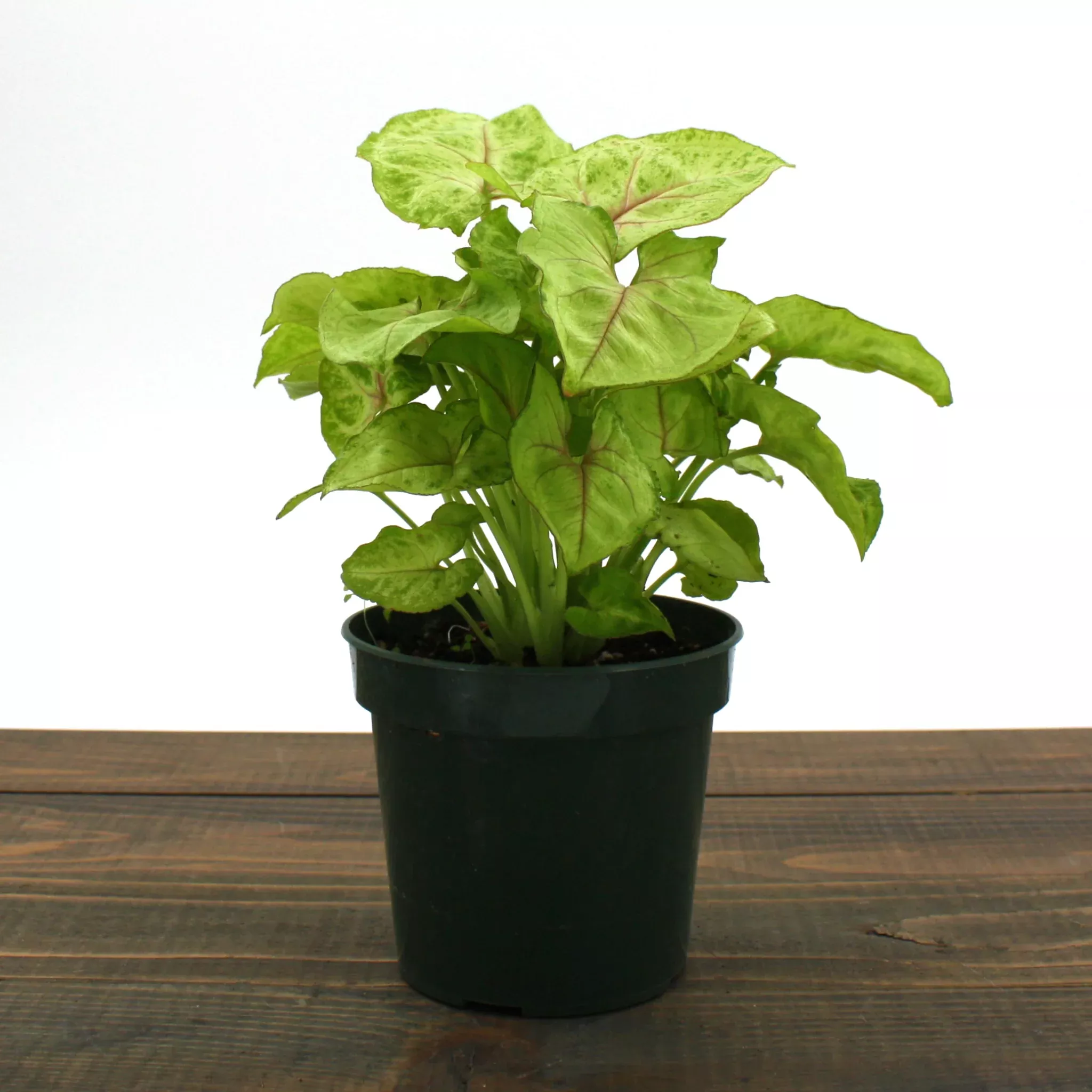 Arrowhead Plant