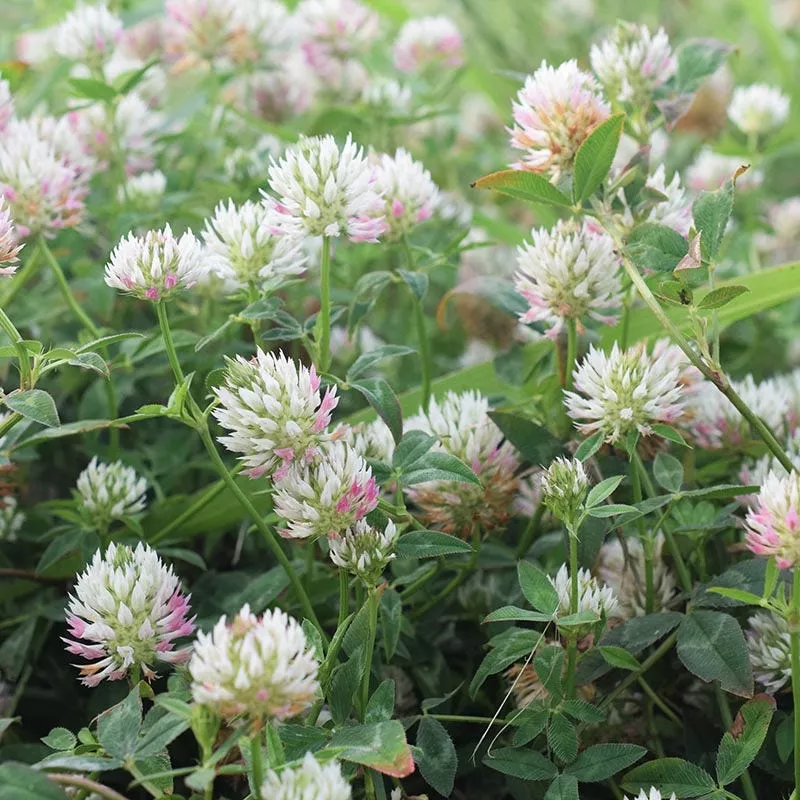 arrowleaf-clover-seeds Arrowleaf Clover Seeds