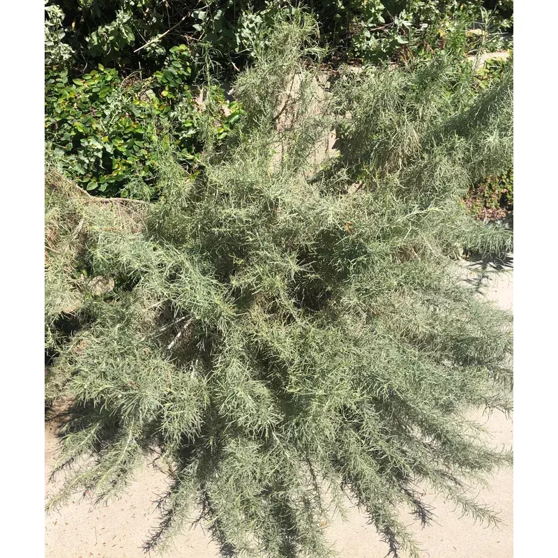 artemisia-californica-california-sagebrush Artemisia californica, California Sagebrush